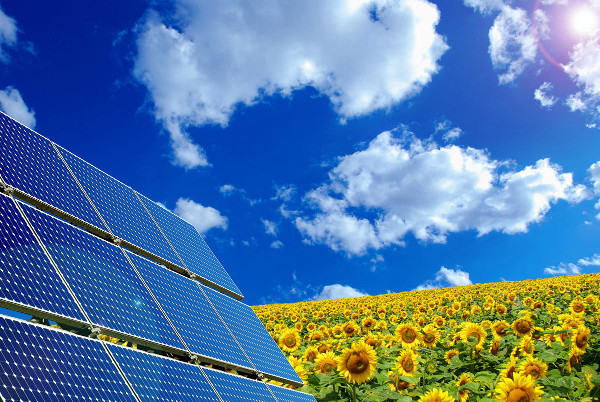 Sonnenblumen